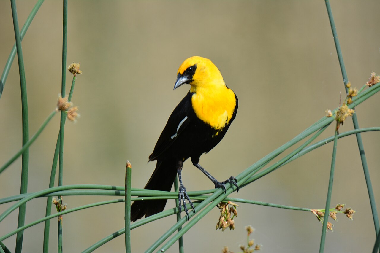 Tordo cabeciamarillo (Xanthocephalus xanthocephalus)