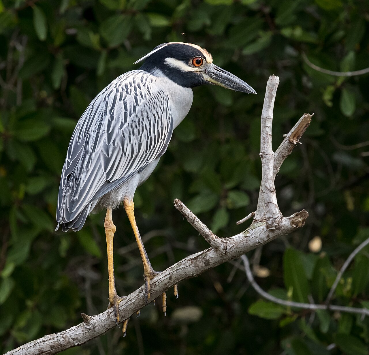 Yellow-crowned Night-heron (Nyctanassa violacea)