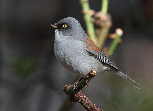 Geeloogjunco (Junco phaeonotus)