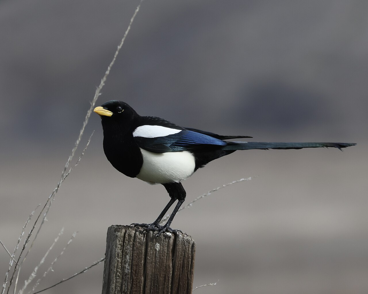 Yellow-billed Magpie (Pica nuttallii)