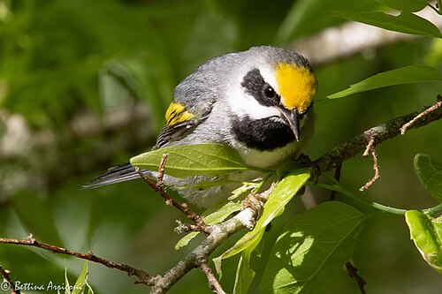 Geelvleugelzanger (Vermivora chrysoptera)