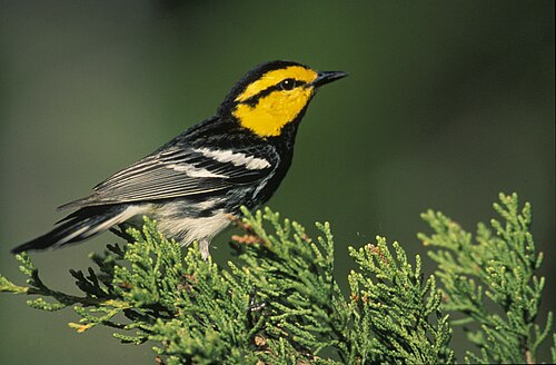 Geelwangzanger (Setophaga chrysoparia)