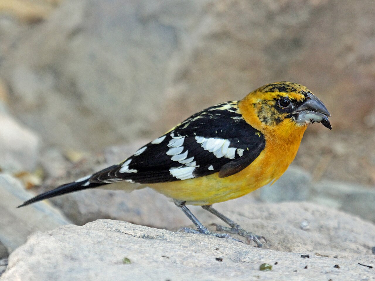 Yellow Grosbeak (Pheucticus chrysopeplus)