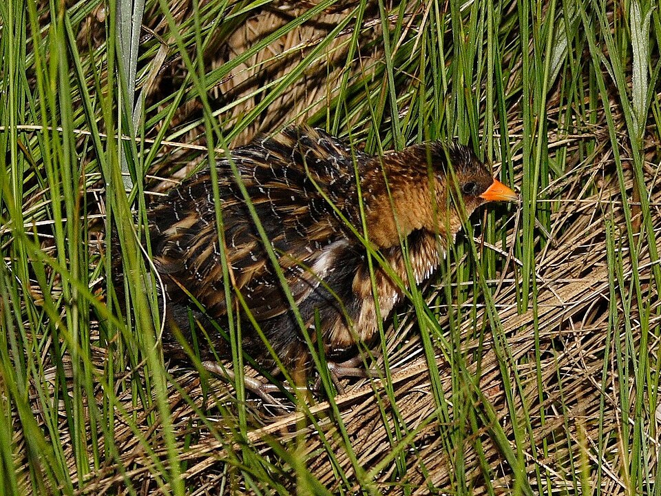 Yellow Rail (Coturnicops noveboracensis)