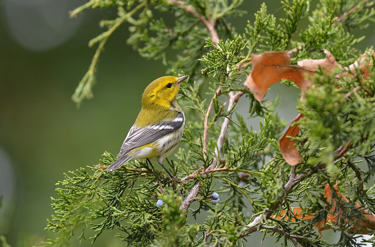 Reinita dorsiverde (Setophaga virens)