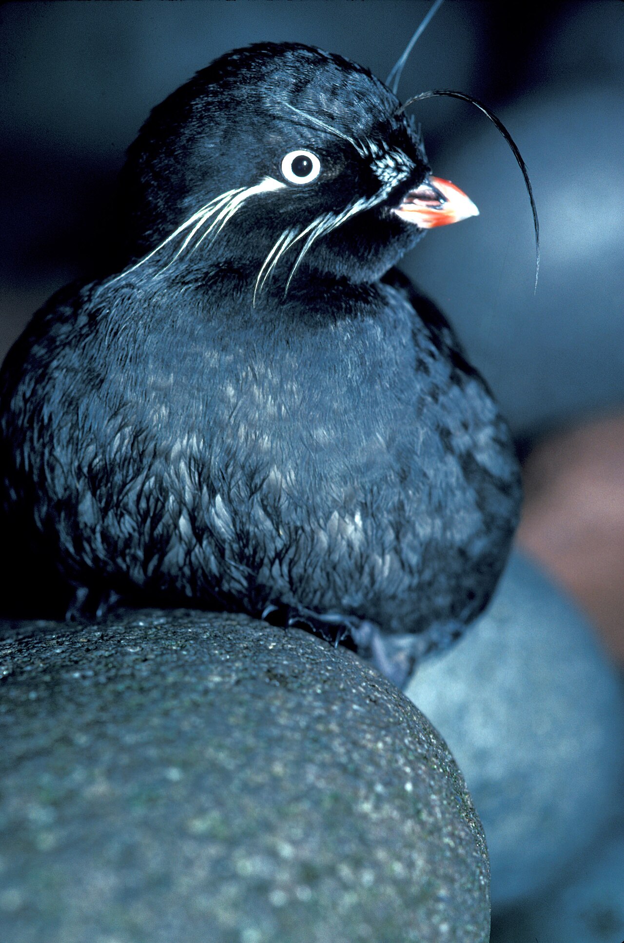 Geoorde dwergalk (Aethia pygmaea)