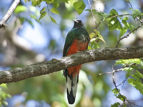 Geoorde trogon (Euptilotis neoxenus)