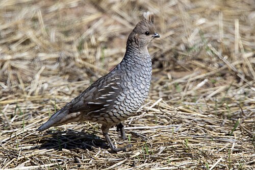 Geschubde Kwartel (Callipepla squamata)