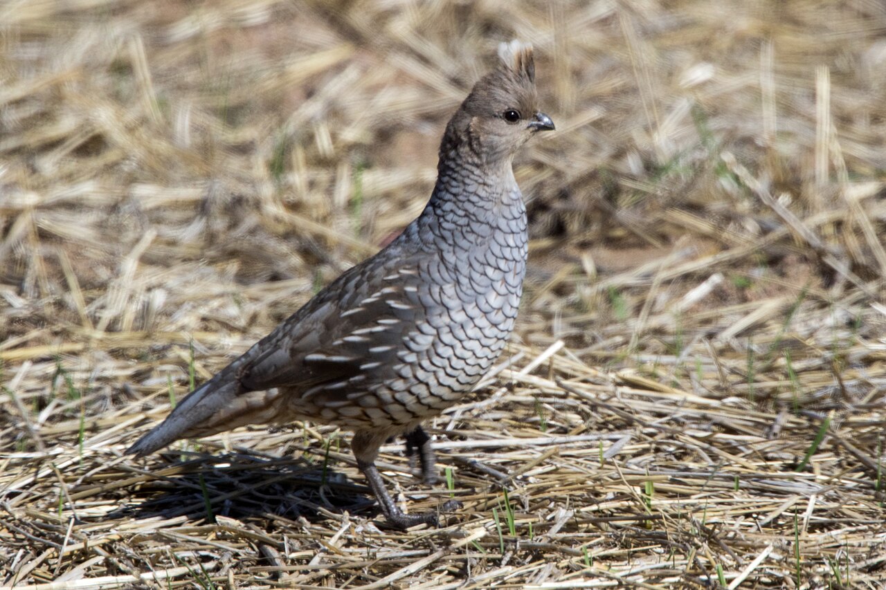 Geschubde Kwartel (Callipepla squamata)
