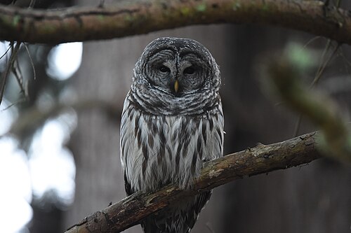 Gestreepte bosuil (Strix varia)