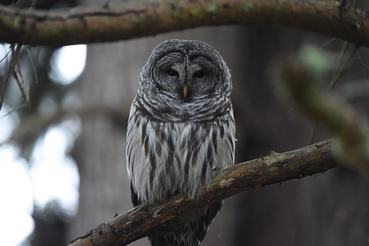 Gestreepte bosuil (Strix varia)