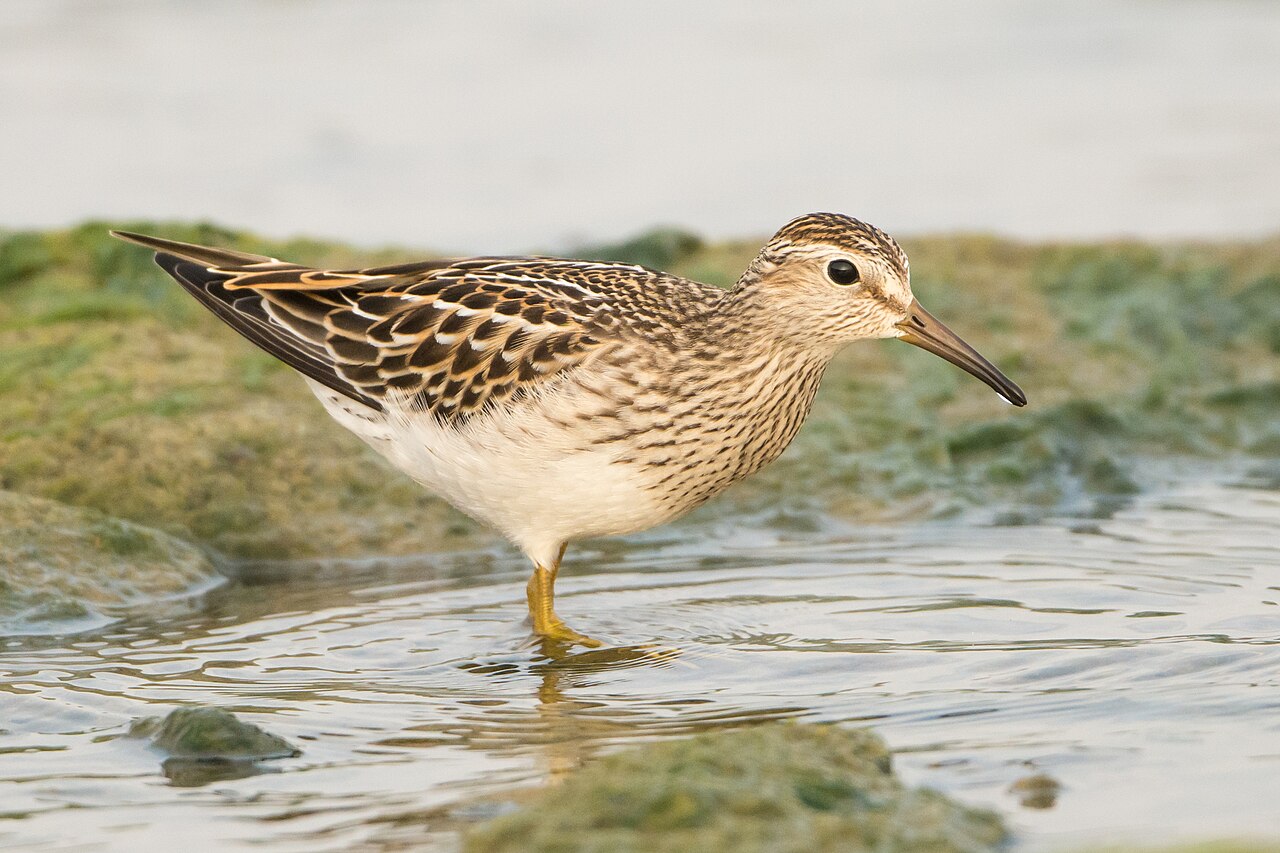 Correlimos pectoral (Calidris melanotos)