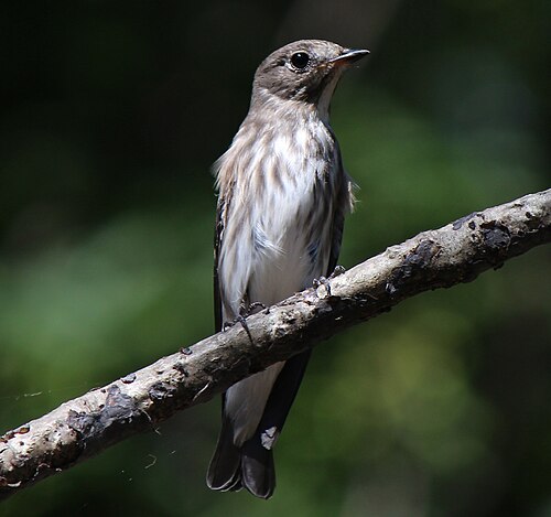Gestreepte Vliegenvanger (Muscicapa griseisticta)