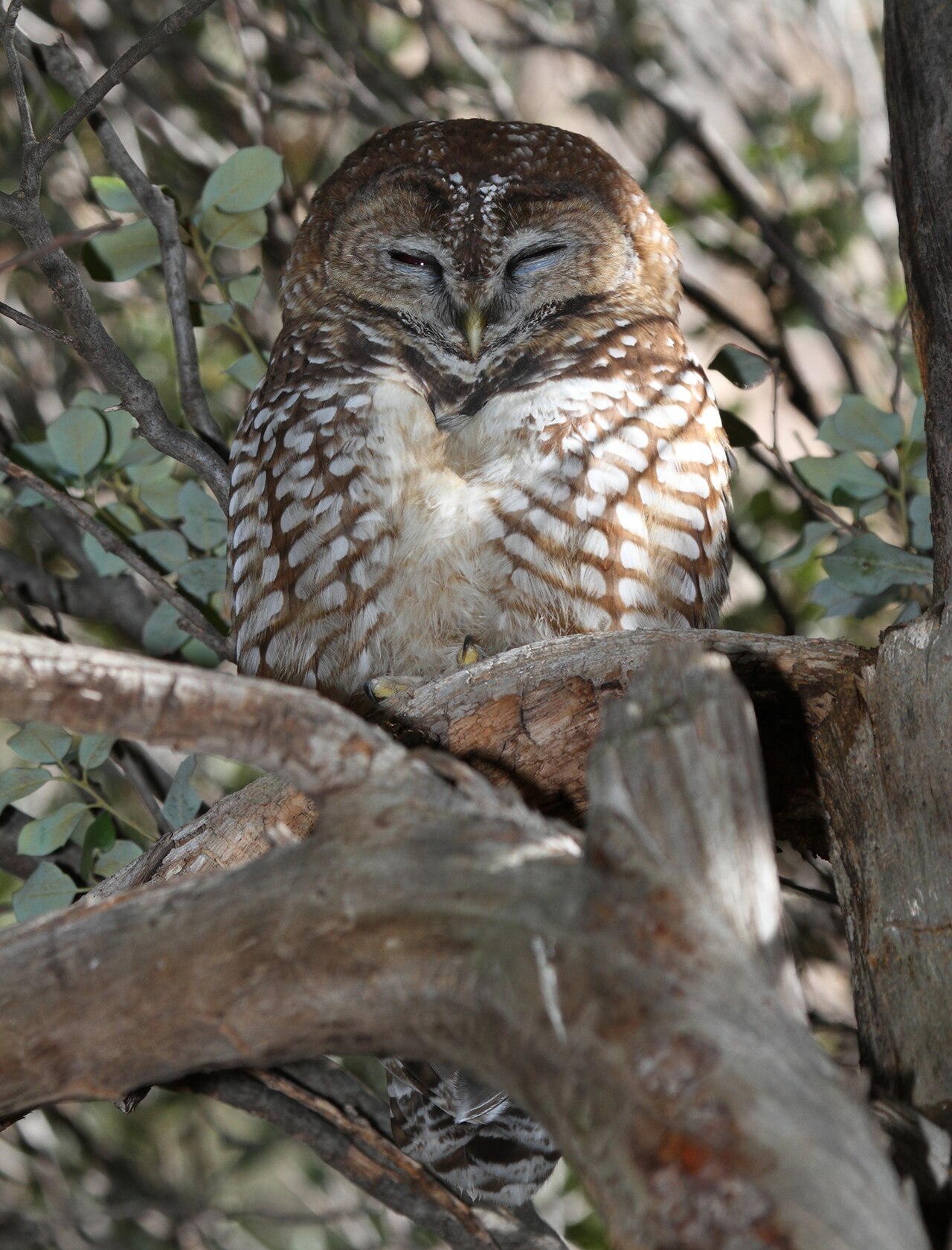 Spotted Owl, subspecies strix occidentalis lucida (mexican spotted owl)