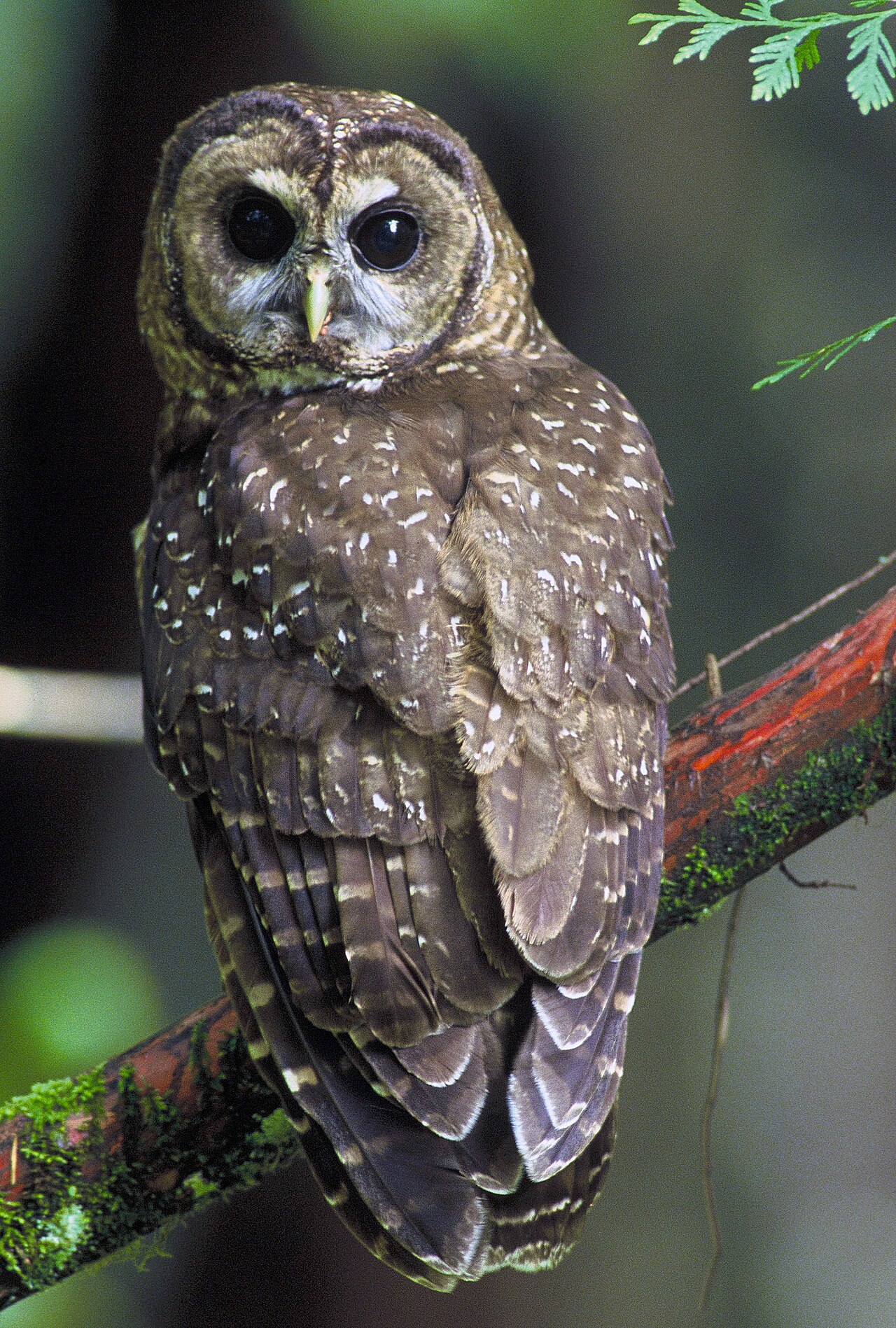 Spotted Owl (Strix occidentalis)