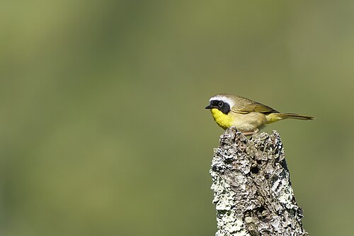 Gewone maskerzanger (Geothlypis trichas)