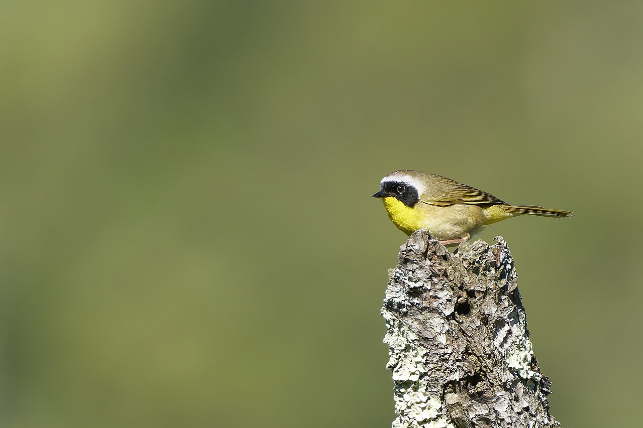 Gewone maskerzanger (Geothlypis trichas)