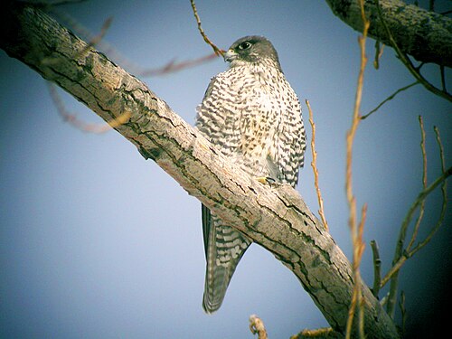 Giervalk (Falco rusticolus)