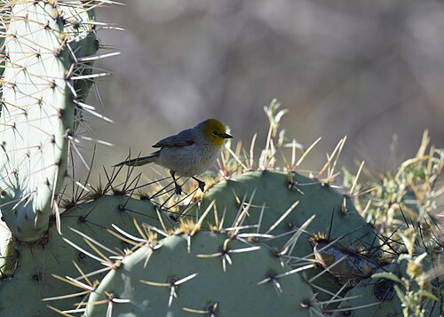 Goudmees (Auriparus flaviceps)