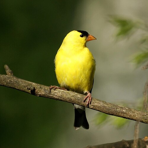 Goudsijs (Spinus tristis)
