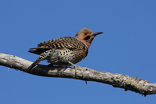 Goudspecht (Colaptes auratus)