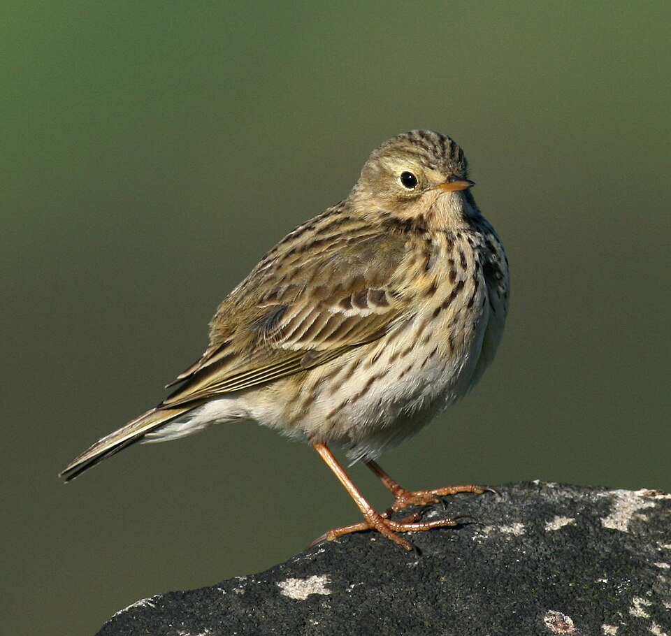 Graspieper (Anthus pratensis)