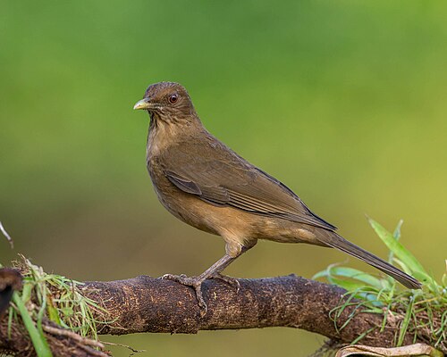 Grays lijster (Turdus grayi)