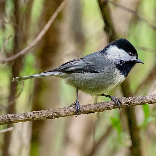Grijsflankmees (Poecile sclateri)