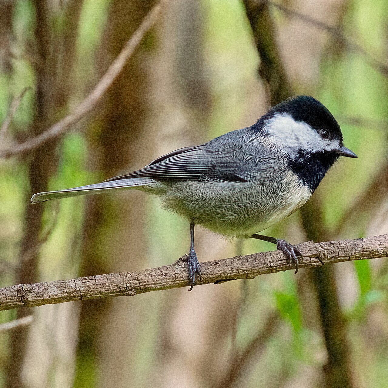 Mexican Chickadee (Poecile sclateri)
