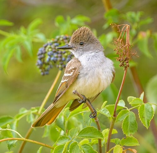 Grijskeeltiran (Myiarchus cinerascens)