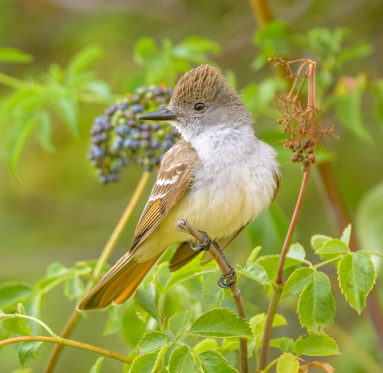 Grijskeeltiran (Myiarchus cinerascens)