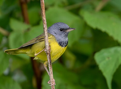 Grijskopzanger (Geothlypis philadelphia)