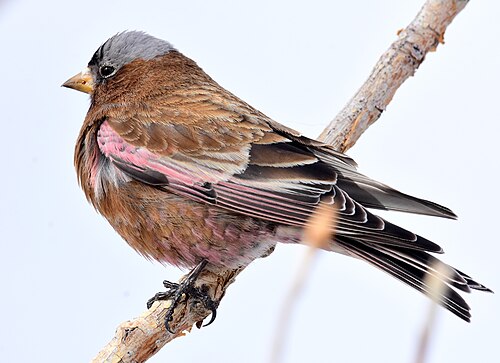 Grijskruinbergvink (Leucosticte tephrocotis)