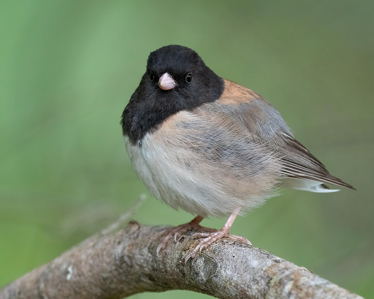Junco ojioscuro (Junco hyemalis)
