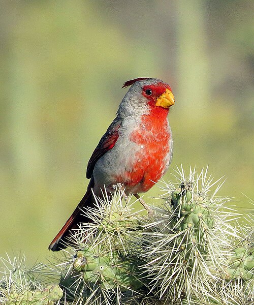 Grijze kardinaal (Cardinalis sinuatus)
