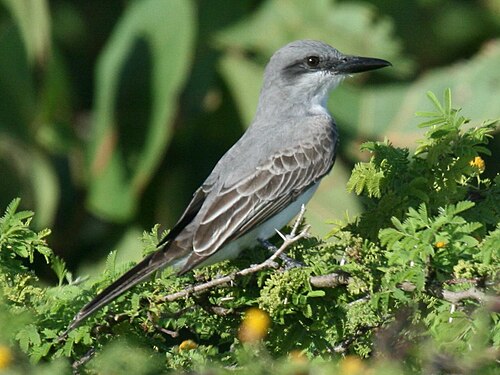 Grijze koningstiran (Tyrannus dominicensis)
