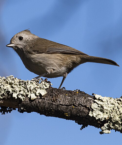 Grijze Mees (Baeolophus inornatus)