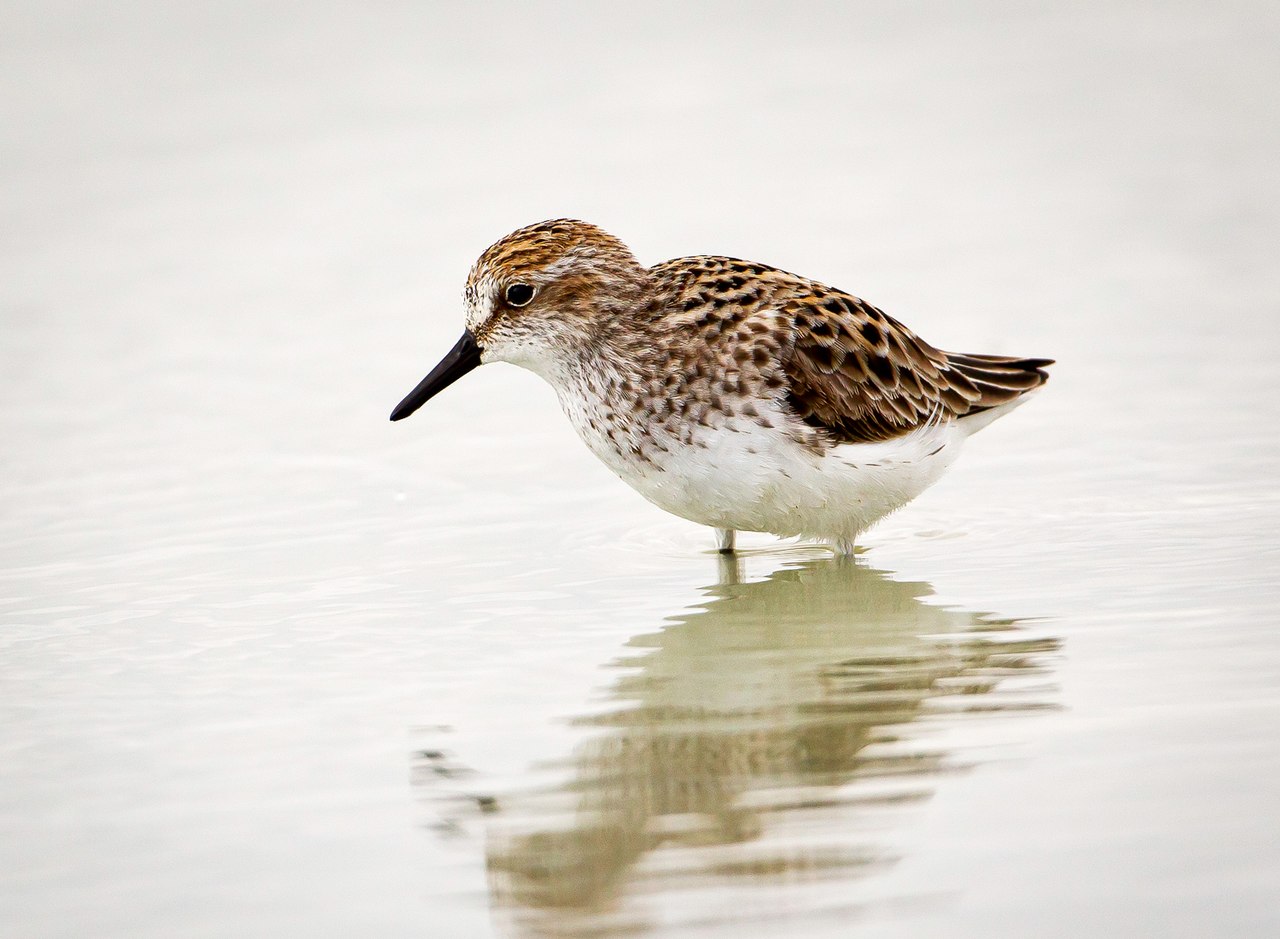 Correlimos semipalmeado (Calidris pusilla)