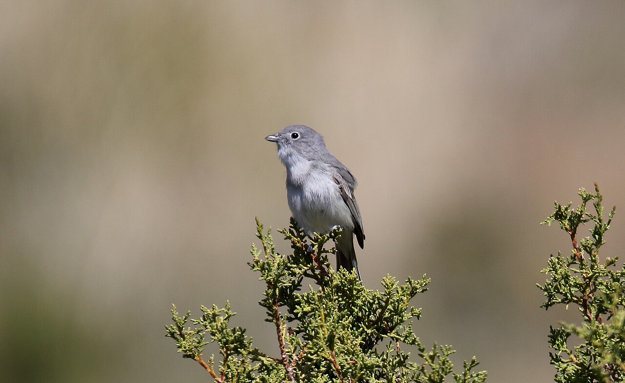 Grijze vireo (Vireo vicinior)