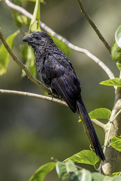 Groefsnavelani (Crotophaga sulcirostris)