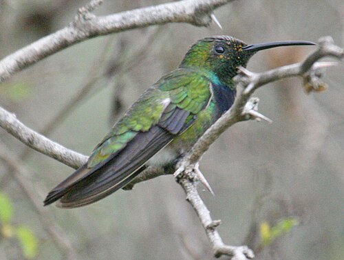 Groenborstmango (Anthracothorax prevostii)