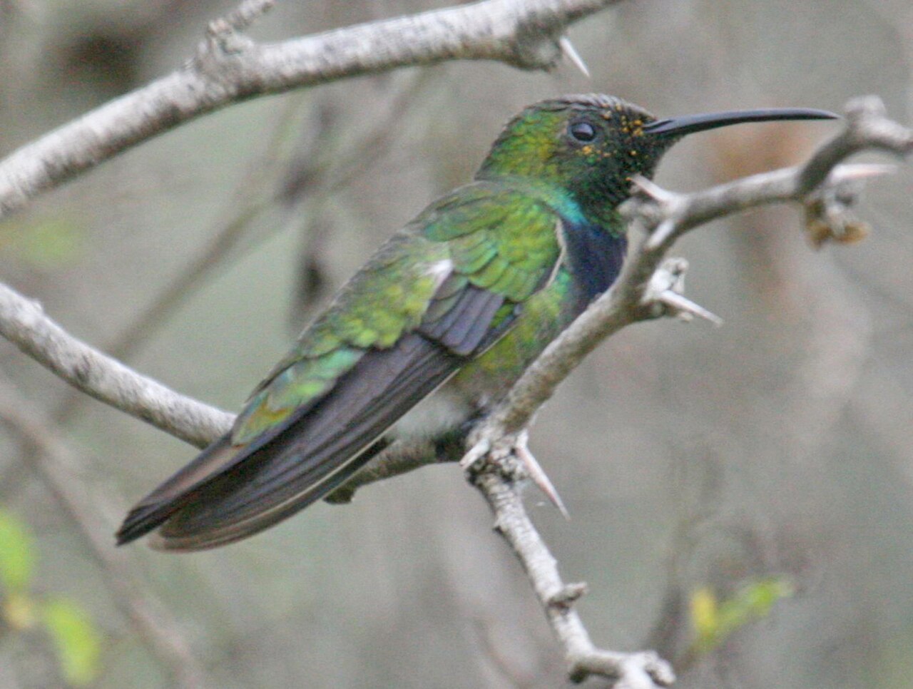 Mango pechiverde (Anthracothorax prevostii)