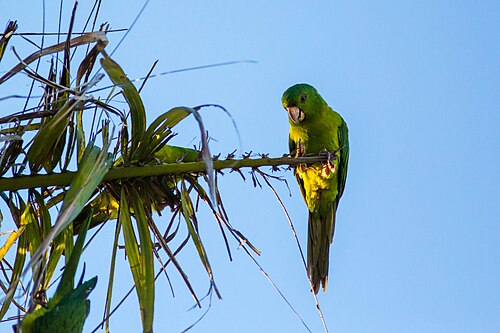 Groene aratinga (Psittacara holochlorus)