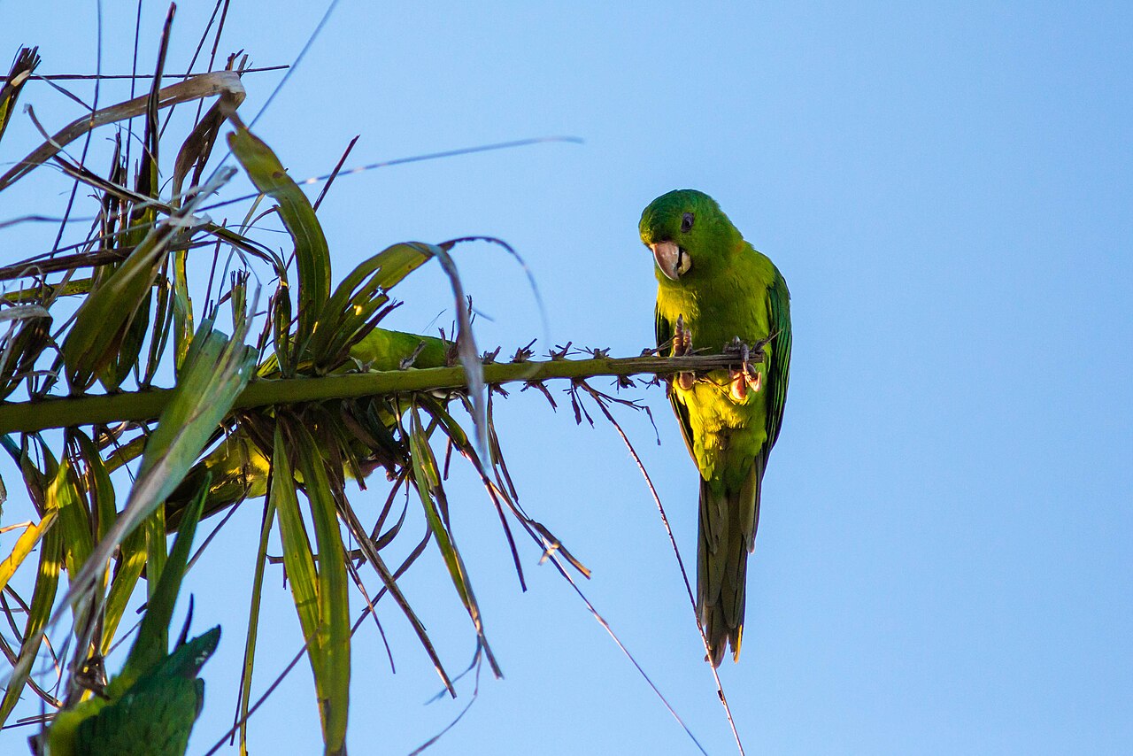 Aratinga Verde (Psittacara holochlorus)