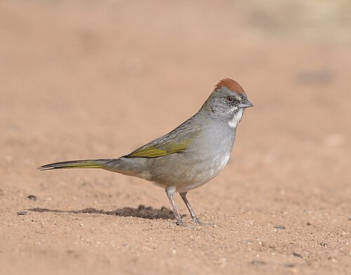 Groenstaarttowie (Pipilo chlorurus)
