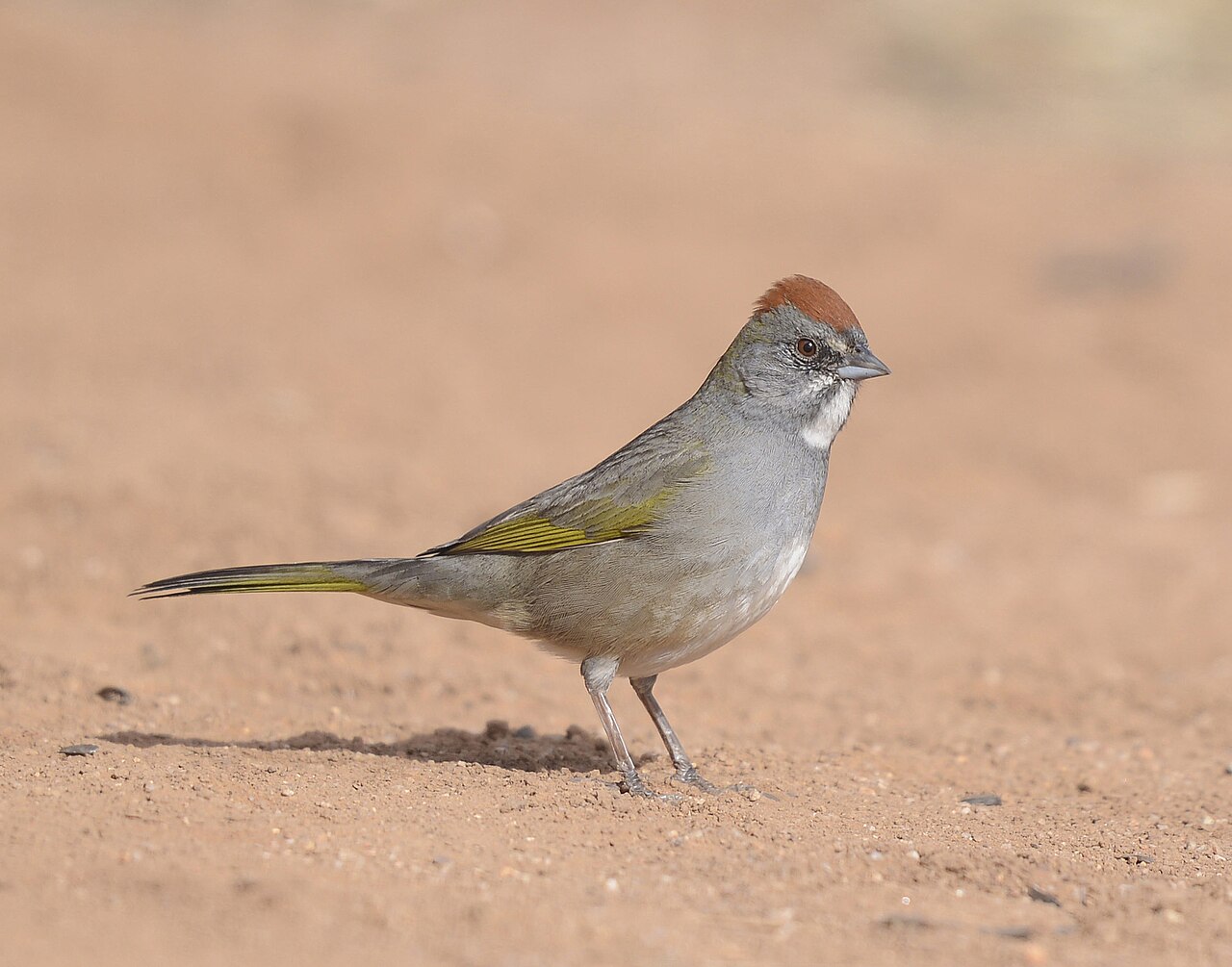 Groenstaarttowie (Pipilo chlorurus)