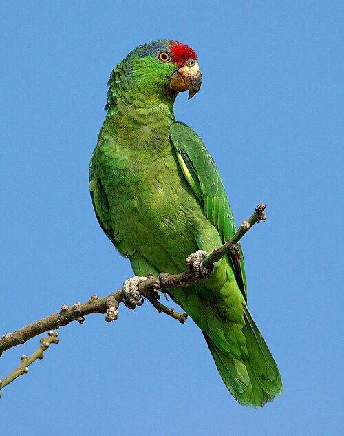 Groenwangamazone (Amazona viridigenalis)