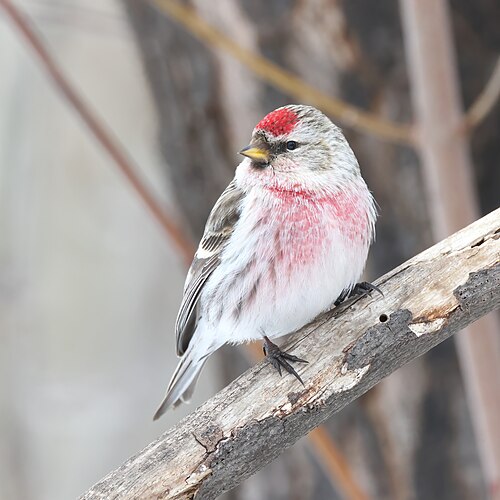 Grote barmsijs (Acanthis flammea)