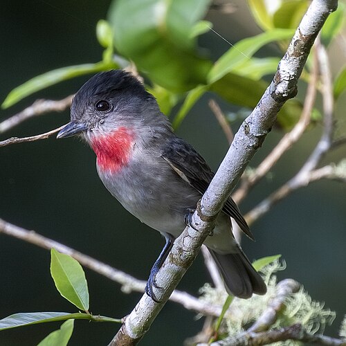 Grote bekarde (Pachyramphus aglaiae)