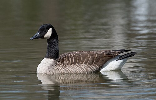 Grote Canadese gans (Branta canadensis)